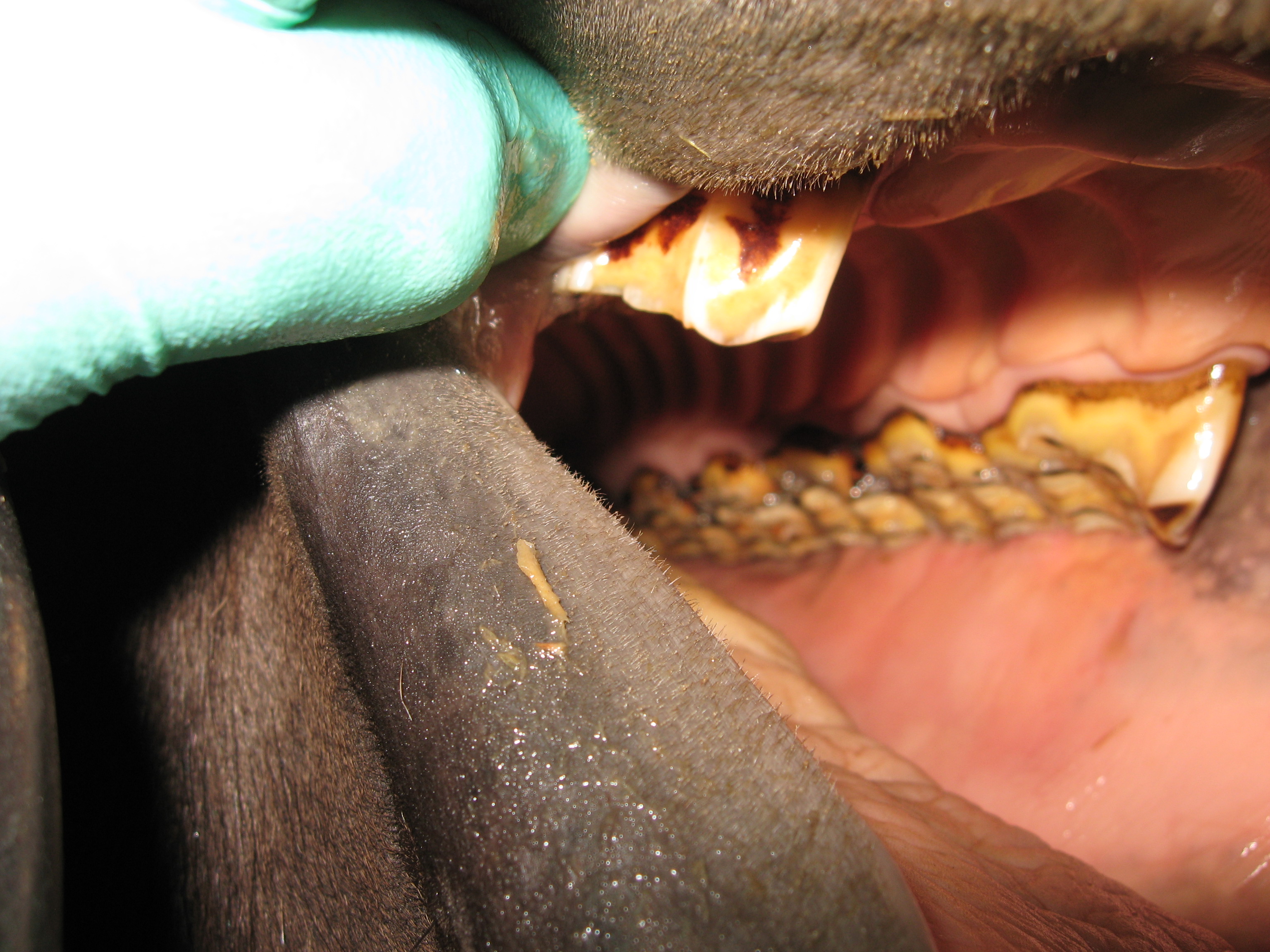 Side view of teeth prior to a float procedure at Valley Veterinary Hospital