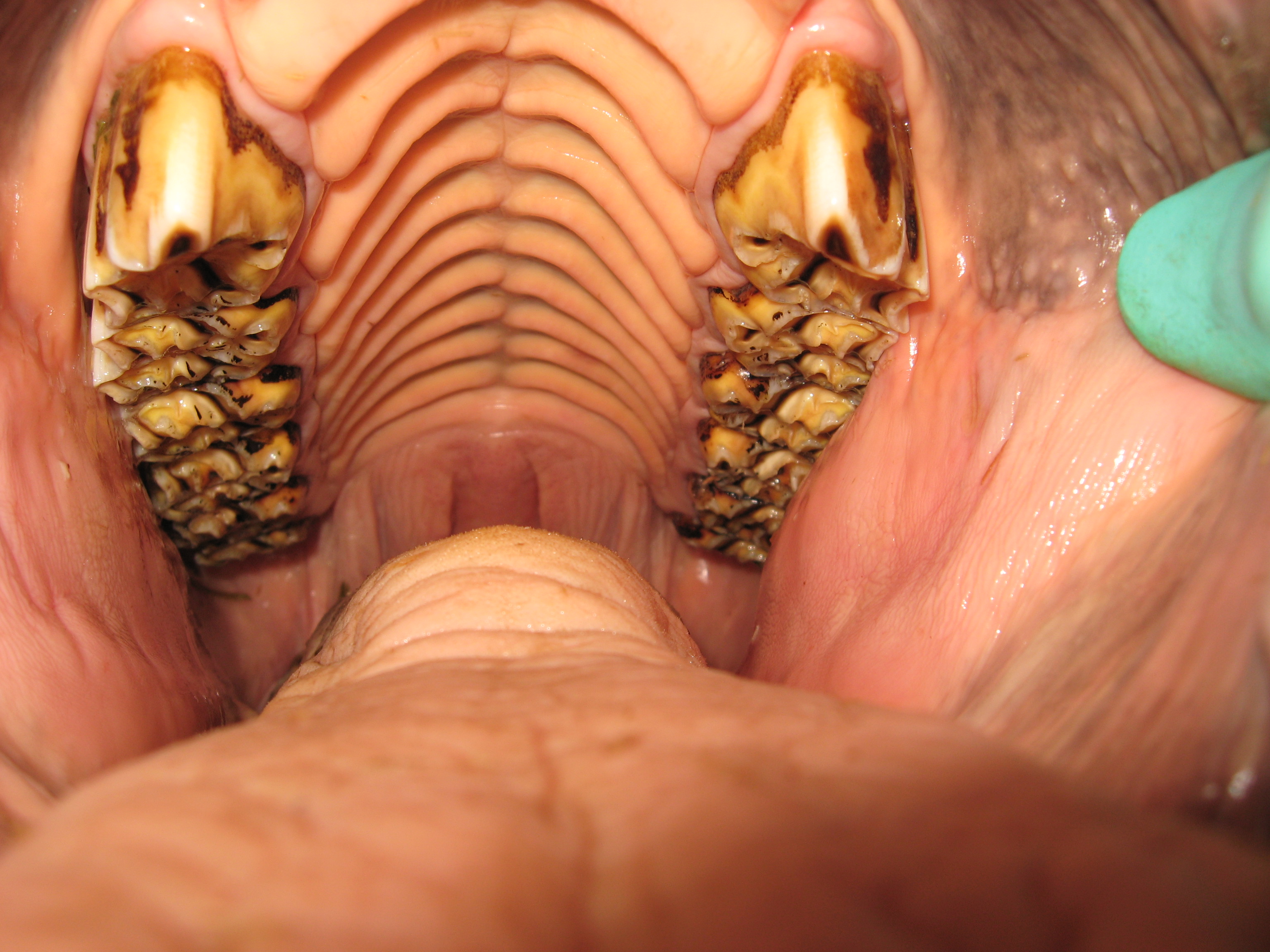 Image of mouth before a float procedure at Valley Veterinary Hospital