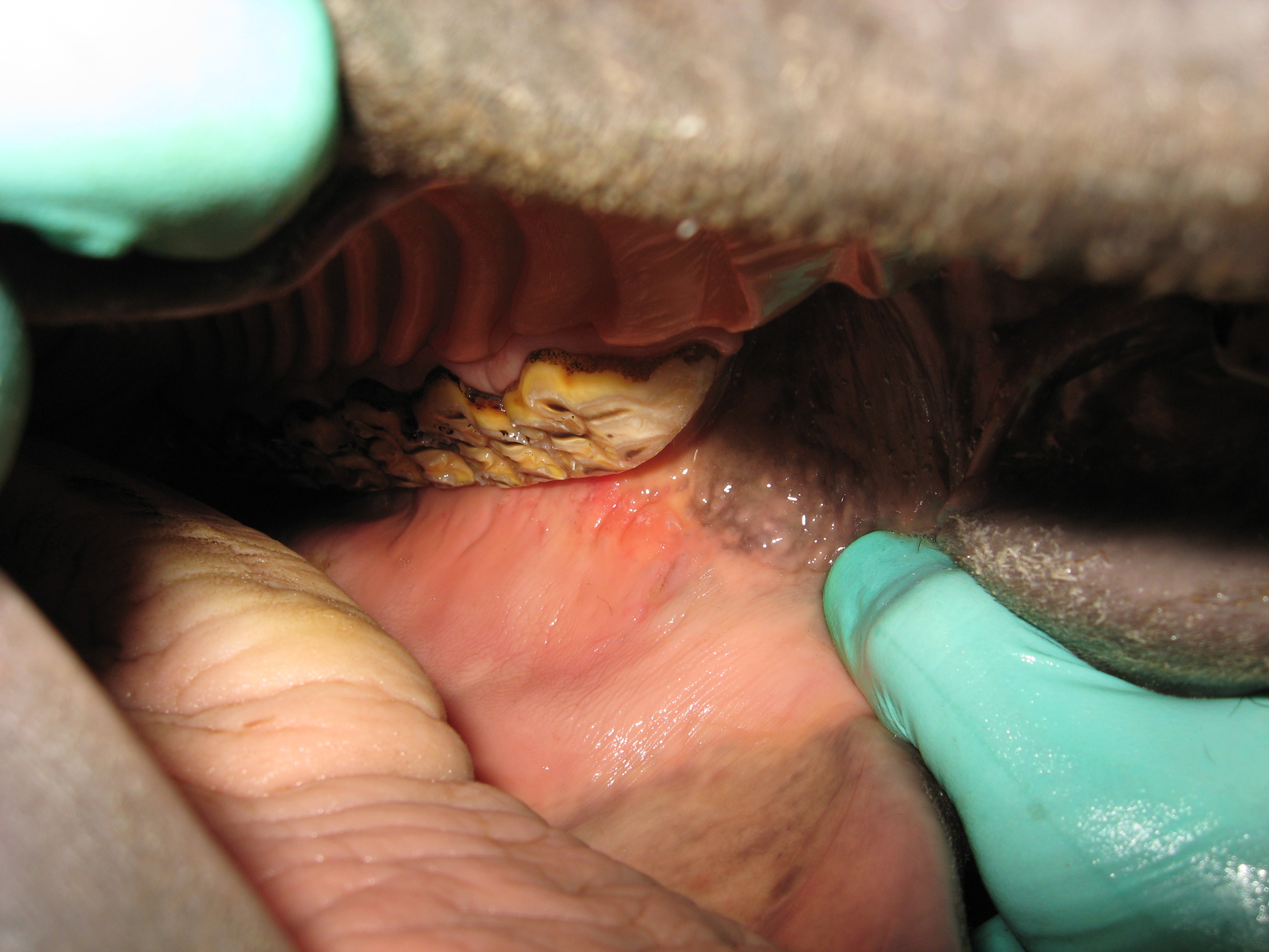 Side view of teeth after a float procedure at Valley Veterinary Hospital